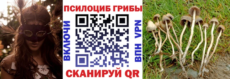 Псилоцибиновые грибы Cubensis  Купить  Тюкалинск 